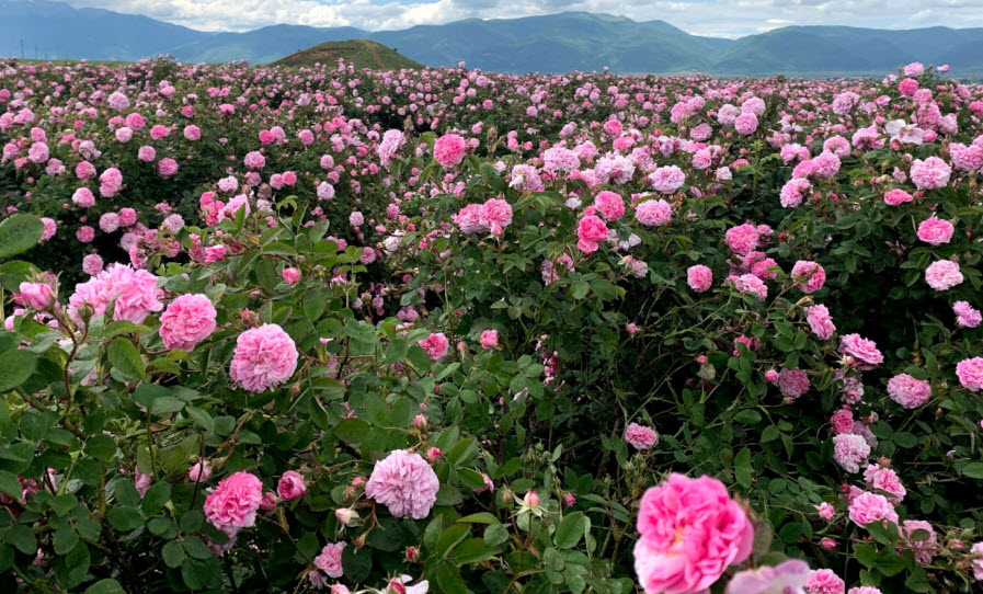 Rose Valley Bulgaria, Bulgaria